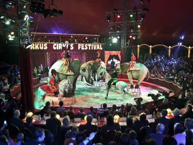 Cirkus Cirkus 10